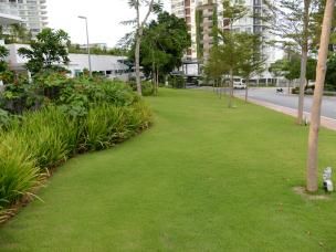 How to create the perfect lawn