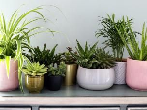 Różne sukulenty w doniczkach z terakoty wygrzewają się w naturalnym świetle na drewnianym stole, prezentując scenę ogrodnictwa w pomieszczeniach.