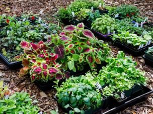 What is ‘hardening off’ of plants?