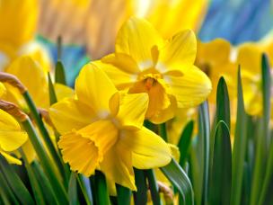 narciso