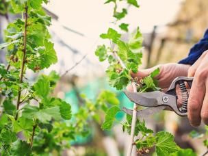 Przycinanie porzeczki