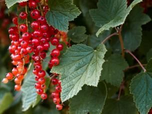 Choroby i szkodniki porzeczki