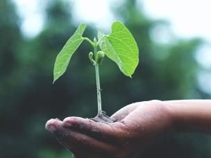 Potgrond voor bloeiende planten - Terreau pour plantes fleuries - Love The Garden