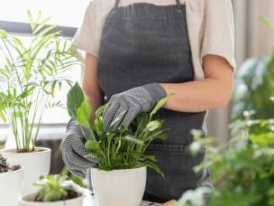 Potting a Plant