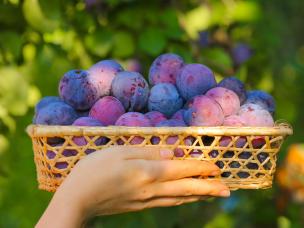 Taille du prunier - Hoe een  pruimboom snoeien - I Love My Garden