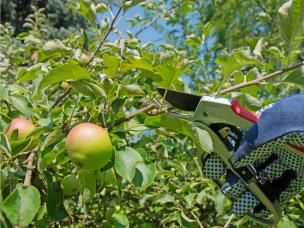 Przycinanie jabłoni