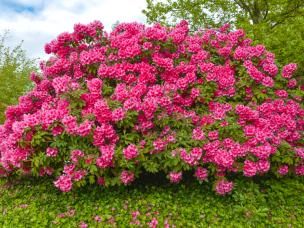 Rhododenderons