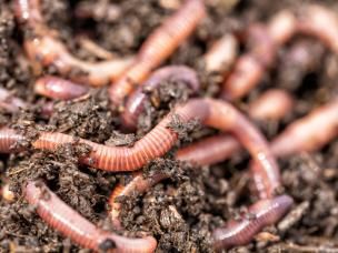  Robaki w glebie kwiatów balkonowych