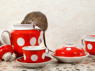 How can rodents be controlled at home