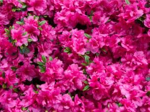 Choroby rododendronów