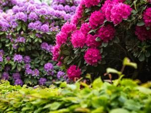  Rododendrony - ochrona przed zimą