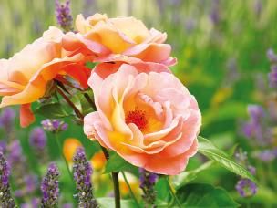 Rosier nourrir 1