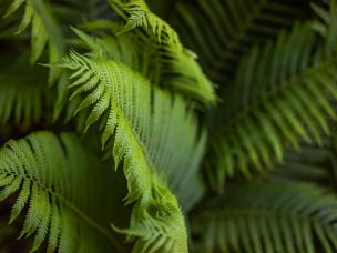 Rośliny do cienia i półcienia