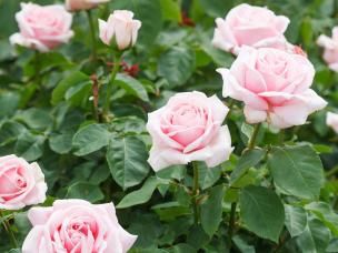 Taille des rosiers - I love my garden