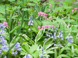 planten voor in de schaduw