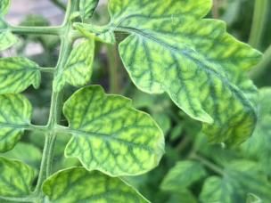 Schimmels op planten – Maladies fongiques sur plantes - I Love My Garden