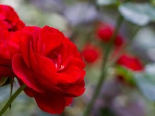 Growing Beautiful Roses at Home