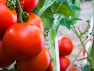 Grow big juicy tomatoes at home