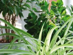 Omplantering av rumsväxter