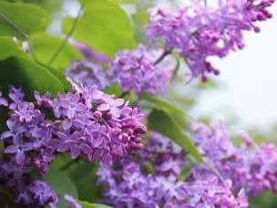 Sering snoeien | Taille des lilas | I Love The Garden