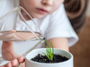  Podlewanie kwiatów domowych