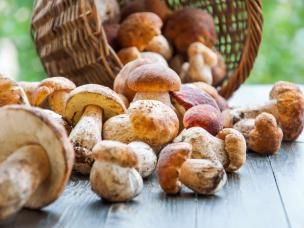 Les champignons