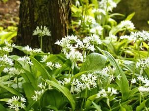 A guide to edible weeds