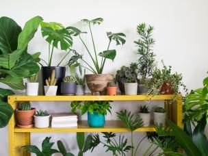 Indoor plants