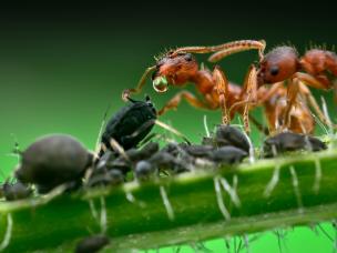 Blattläuse und Ameise mit einem Tropfen Honigtau
