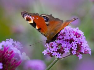 bijen en vlinders in de tuin