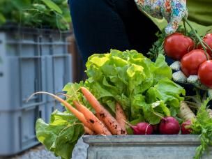 Growing your own at home