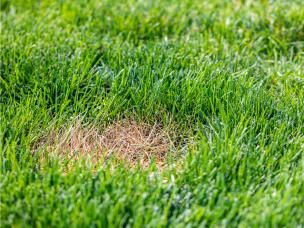 Jak uratować trawę spaloną i zniszczoną po nawożeniu?