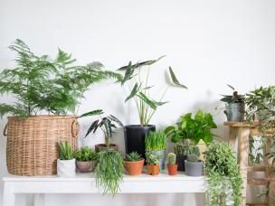 Indoor gardening