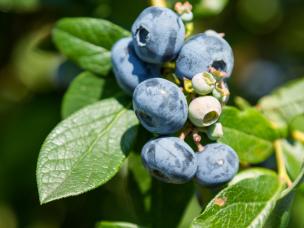  Borówka - ochrona przed chorobami i szkodnikami