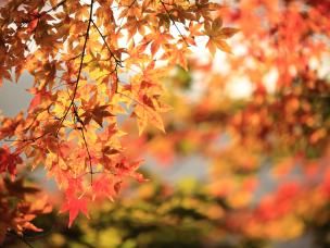 Autumn wildlife | David Domoney | Miracle-Gro