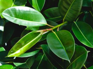 ficus 