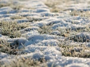 Protecting your lawn for winter