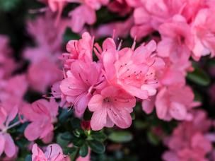 Specialist plant care | David Domoney | Miracle-Gro