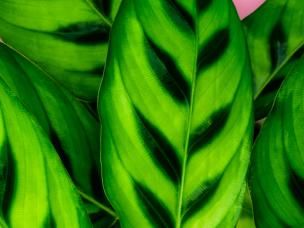 calathea