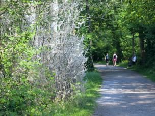 Invasion de chenilles processionnaires du chêne