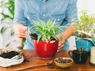 Rempoter les plantes de la maison