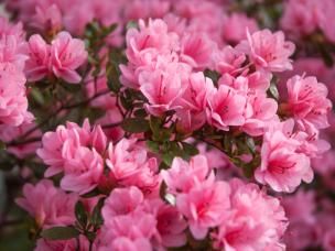 Entretien et culture de l'azalée du Japon