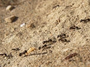 Die Rote Waldameise (Formica rufa)