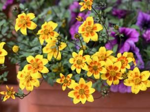 Les plantes en pot et pleine terre résistantes au plein soleil