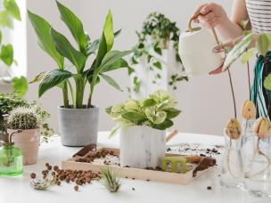  Sadzenie kwiatów domowych