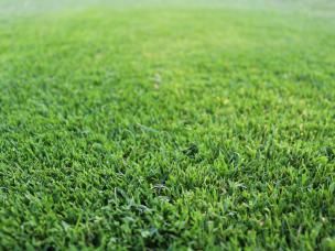 Close up of couch grass