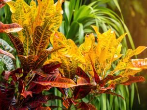 ziektes kamerplanten