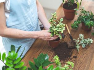  Przesadzanie roślin domowych