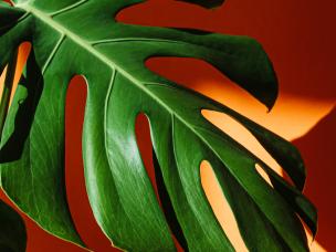 Monstera of gatenplant