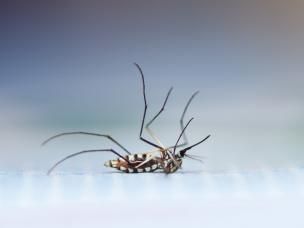 hoe muggen bestrijden in huis